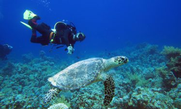 Ras Mohammed Protected area by Boat SSH