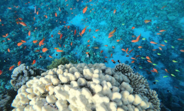 Ras Abu Galloum extreme PCKG (camping / 4 dives)