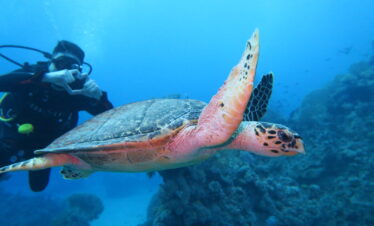 Ras MOhamed protected area (1 day 2 dives) Dahab