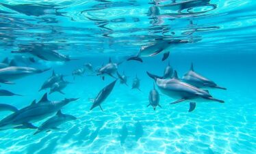 Sataya reef (Dolphin house) – Over night safari